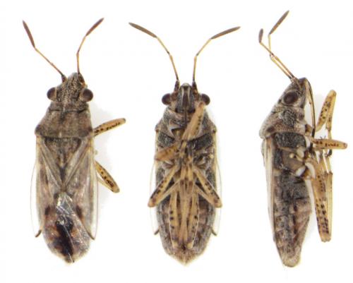 Nysius sp.